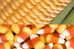 P_BTcorn