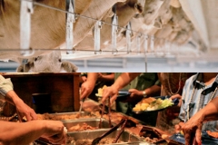 P_feedlot3
