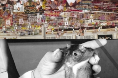 P_rat