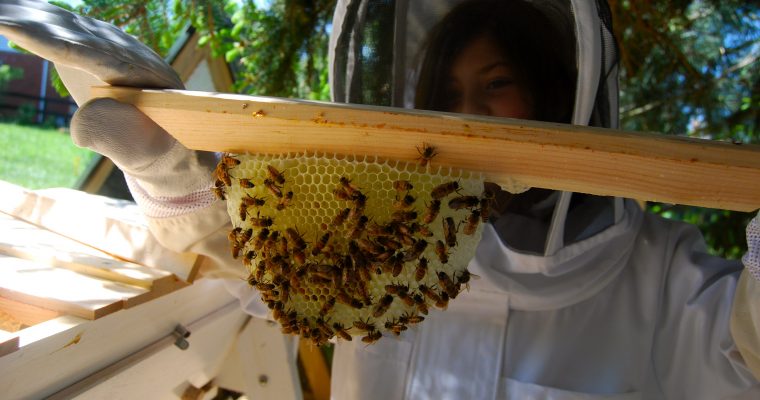 Backyard Bee Installation