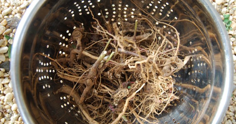 Root Works: Echinacea and Dandelion