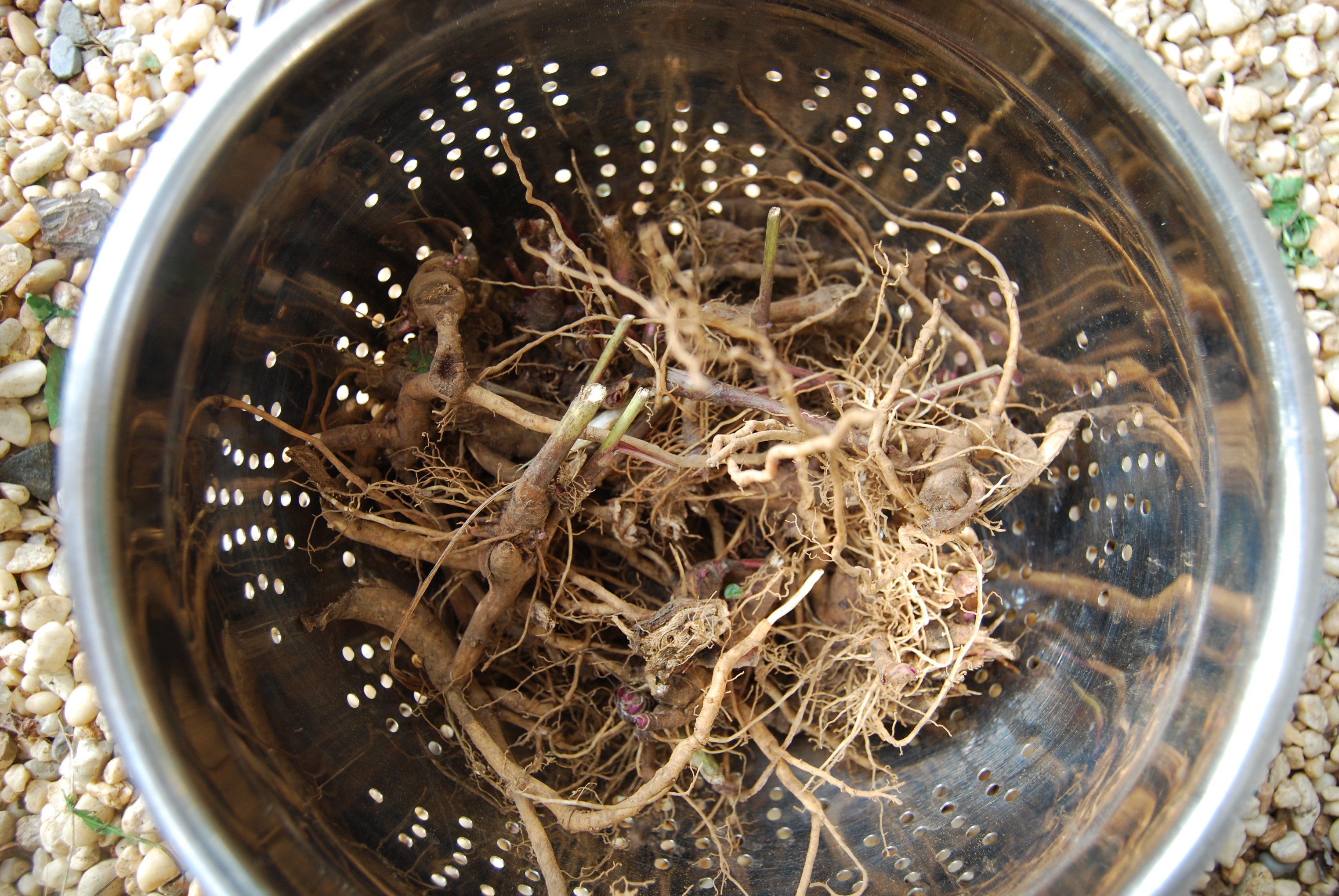Root Works: Echinacea and Dandelion