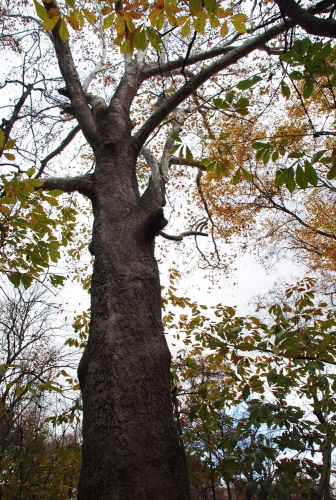 Giant Sycamore